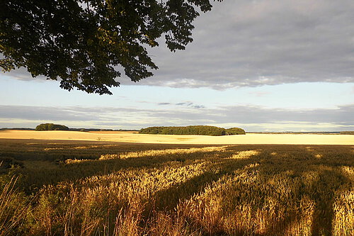 Landschaft bei Molzahn I Klosterverein Rehna