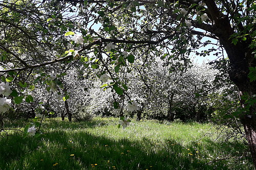 Apfelblüte / Foto J. Schwarz