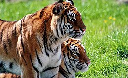 Indische Tiger I Tigerpark Dassow