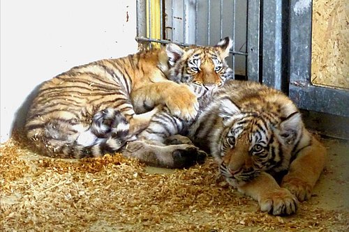 Tigerpark Dassow
